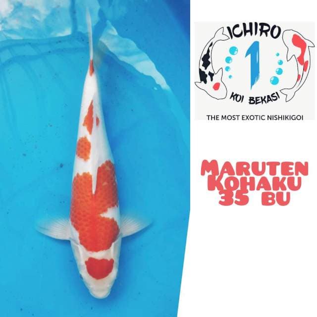 Maruten Kohaku Good Pattern & Skin 35Bu
