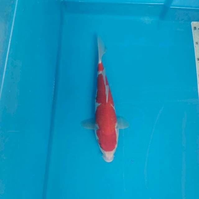 Kohaku
