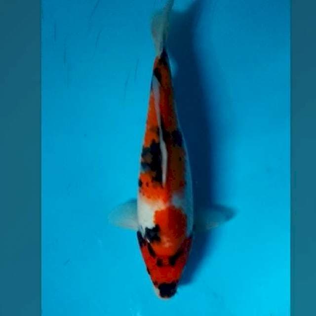 29CM - SHOWA