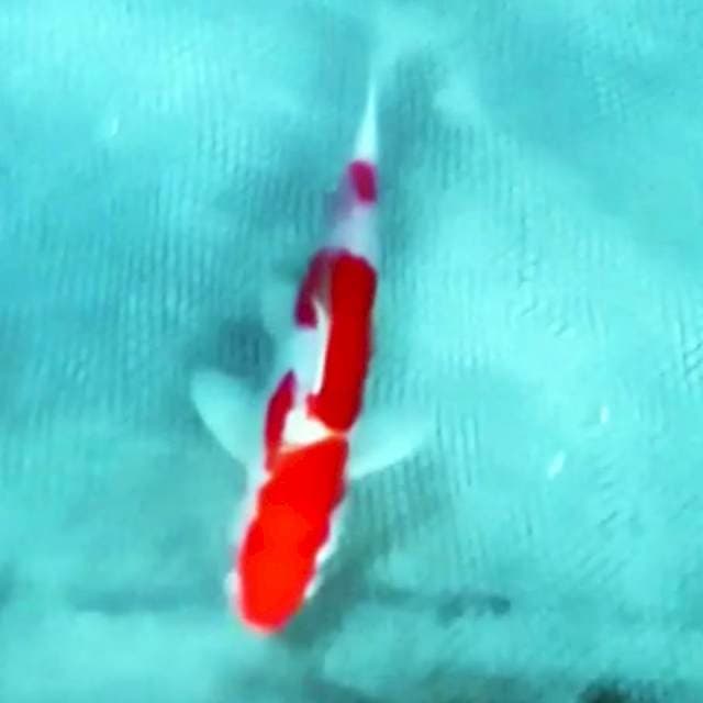 Super kohaku red 28cm