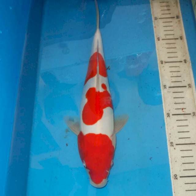 KOHAKU ABSTRAK