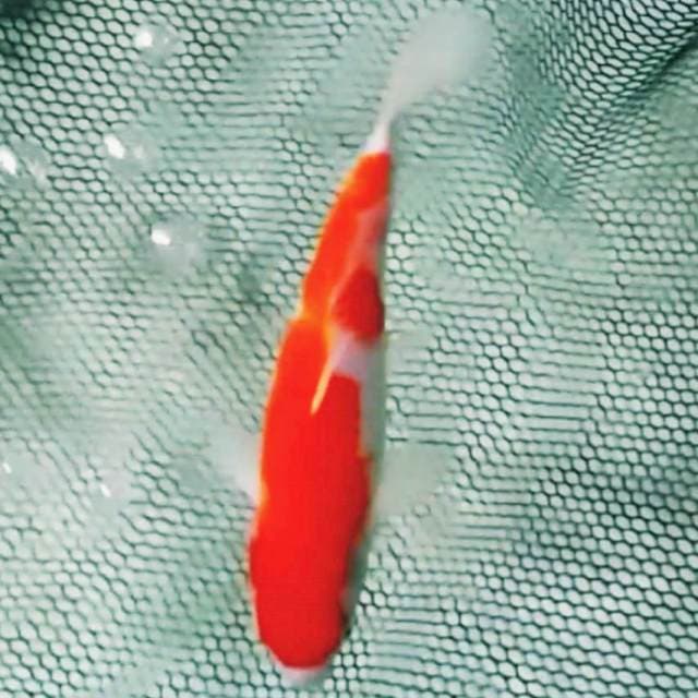 Kohaku joss 29cm