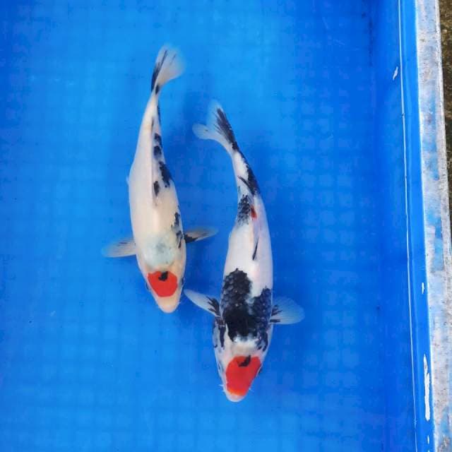 Duo tancho