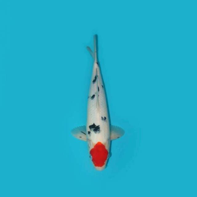 TANCHO SANKE 31 CM