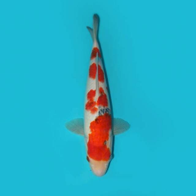 SANKE TATEGOI 32 CM