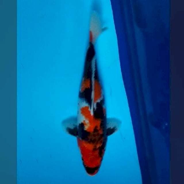 30CM - SHOWA SANSHOKU