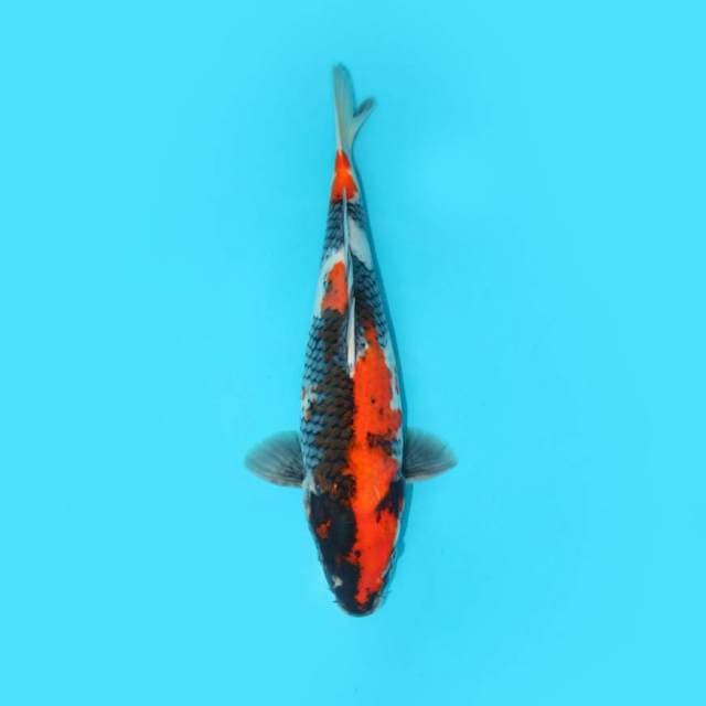 Showa 40 cm