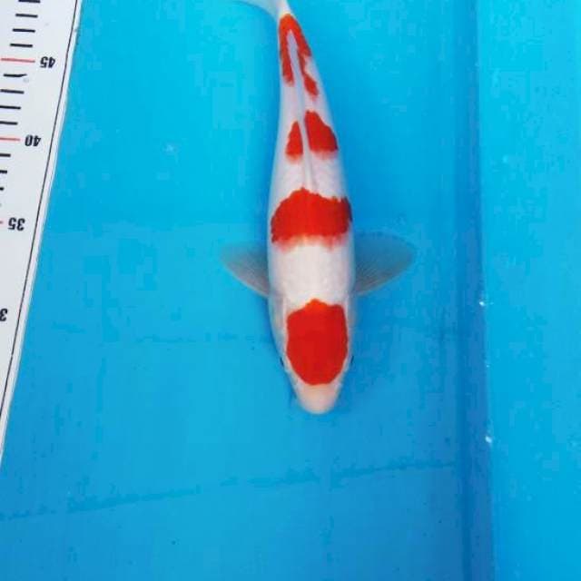 NJK - YONDAN KOHAKU