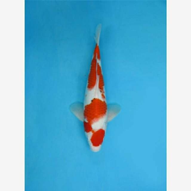 CENDRAWASIH KOI SHOP