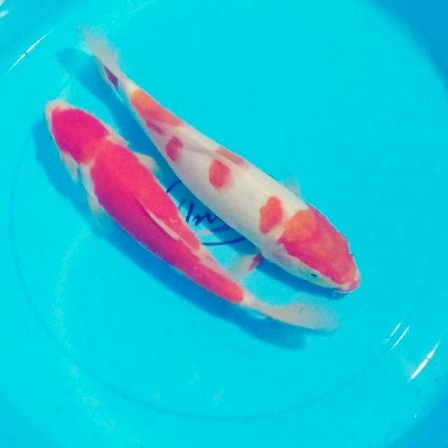 Dua kohaku 