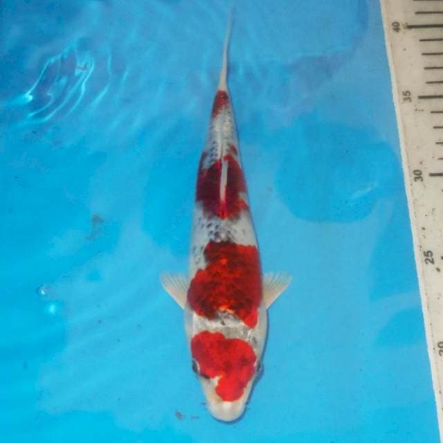MARUTEN RED KUJAKU 4 STEP
