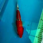 SANKE -+26cm Cileungsi Bogor 