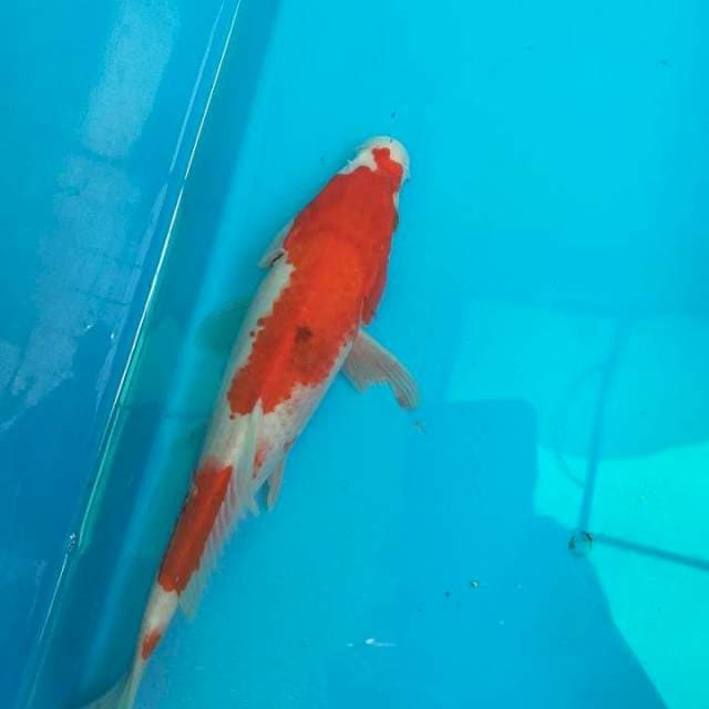 SANKE -+26cm Cileungsi Bogor 