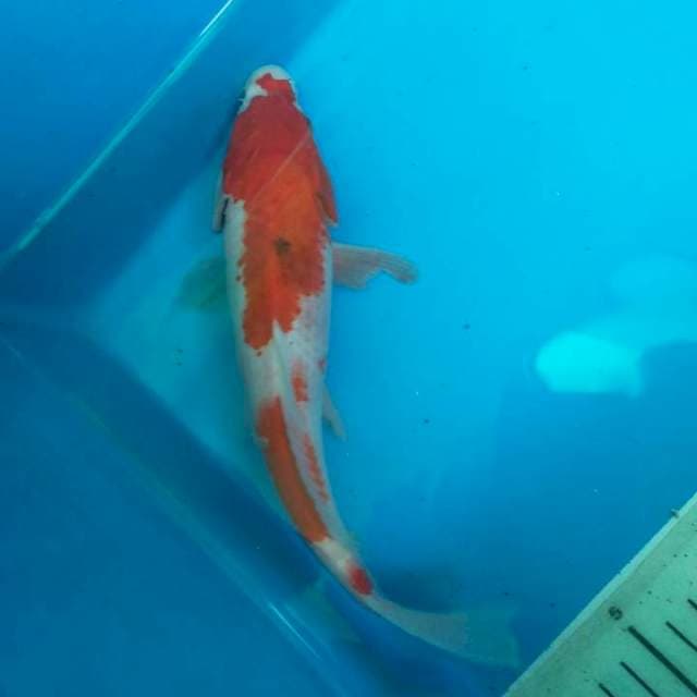 SANKE -+26cm Cileungsi Bogor 
