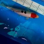 Bekko Tancho 29cm
