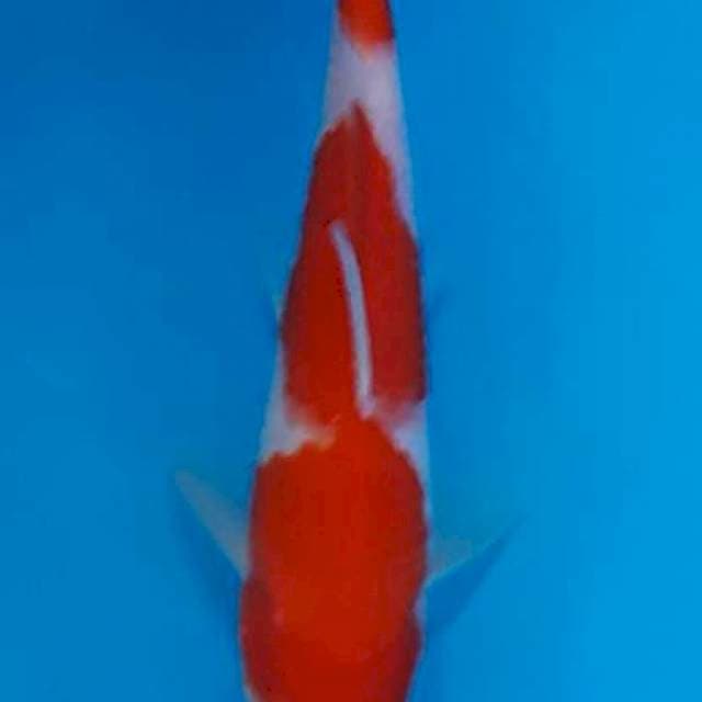 Kohaku halus 3 setep 