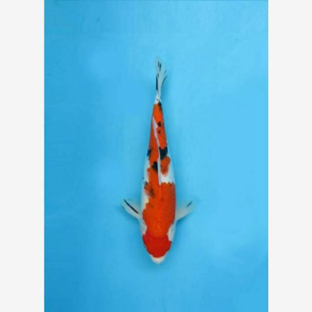 CENDRAWASIH KOI SHOP