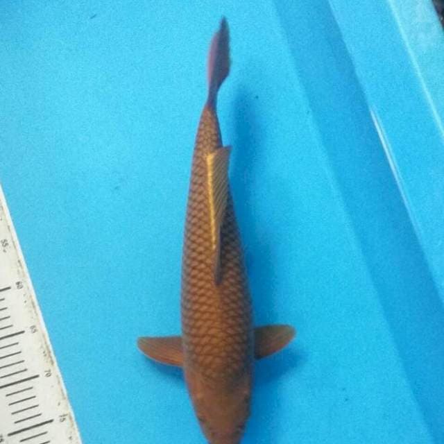 Chagoi tembaga 