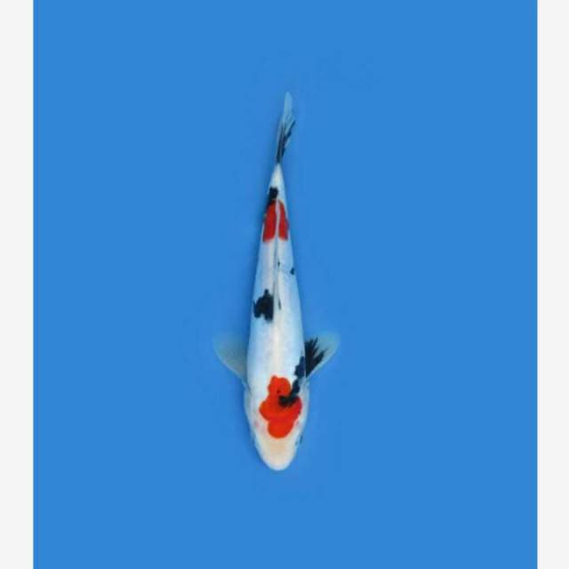 CENDRAWASIH KOI SHOP