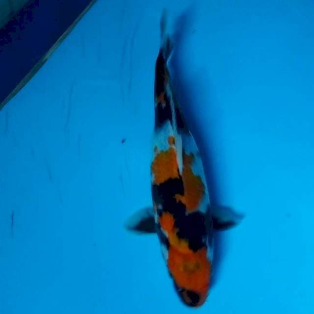 29CM - SHOWA