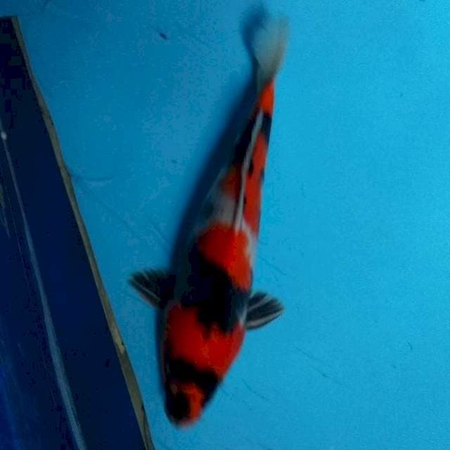 34CM - SHOWA SANSHOKU