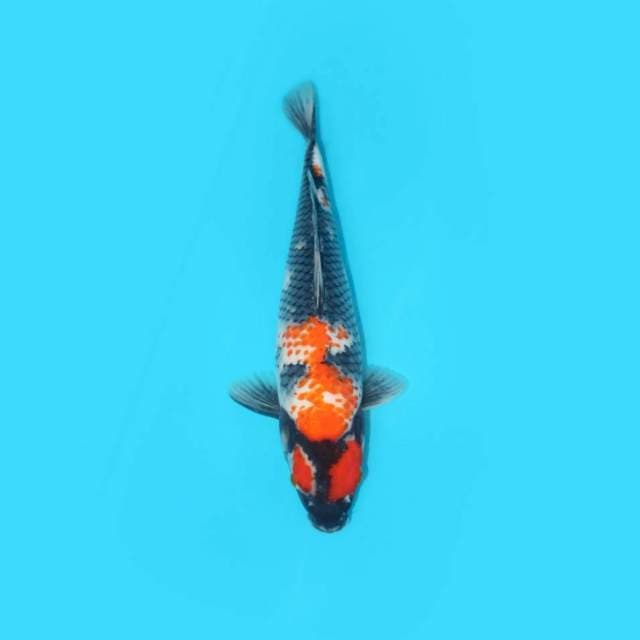 SHOWA 37 CM
