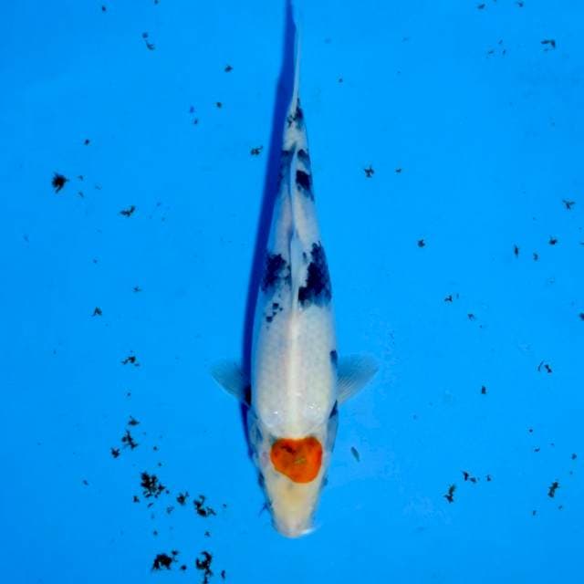 Tancho showa 29 cm Betina