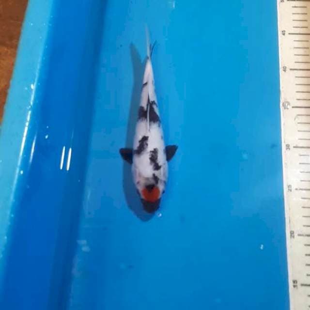TANCHO SHOWA 24 CM