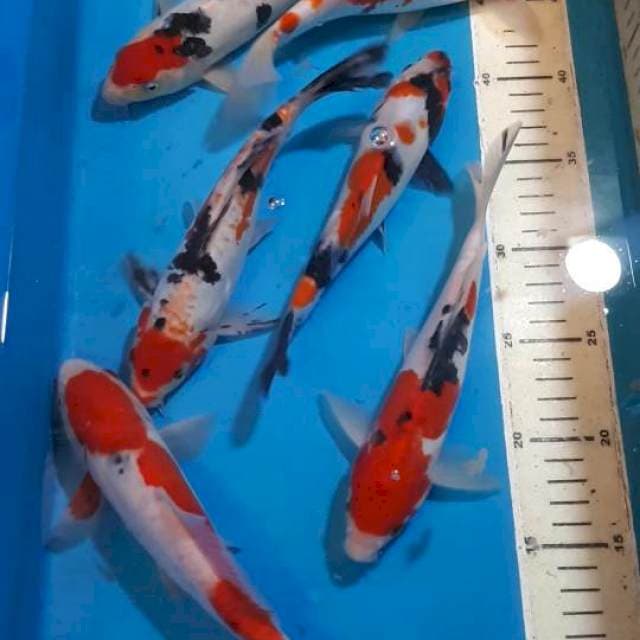 MIX KOI 22 SAMPAI 24 CM
