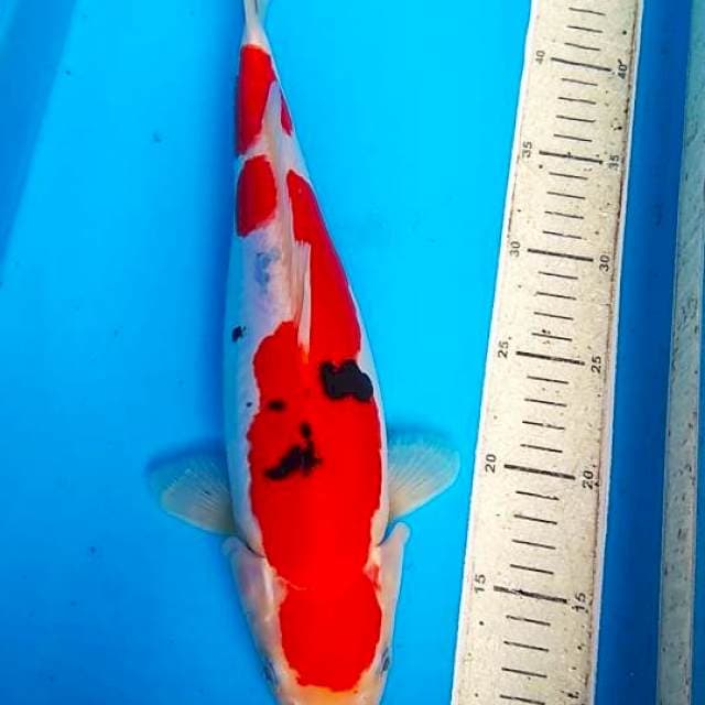 Sanke Doitsu 35cm