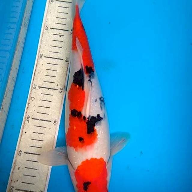 Sanke 34cm, halus.