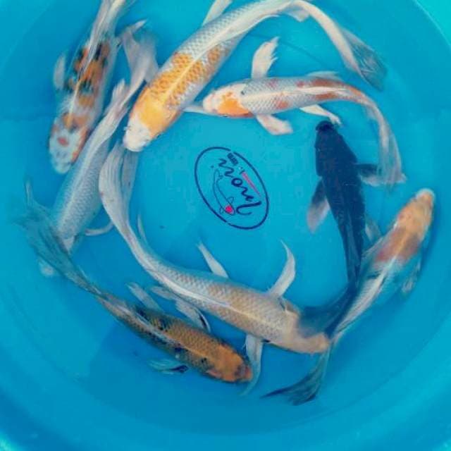 8ekor sleyer