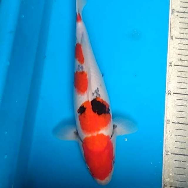 showa 33cm