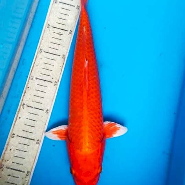kojaku ogon 38cm