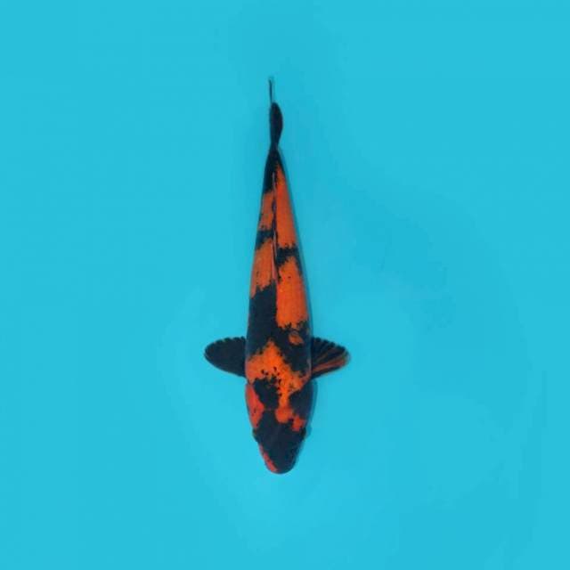 Utsuri 35 cm