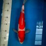 Kohaku ori putih halus, merah merona