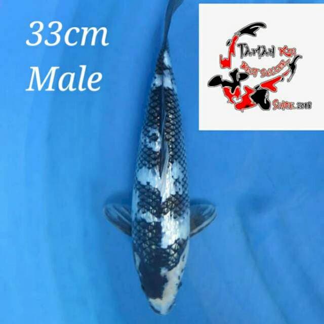 33cm Male - F1 Shiro Full Ginrin