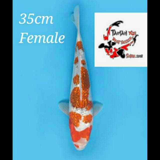 35cm Female - Ai Goromo Full Ginrin Ori