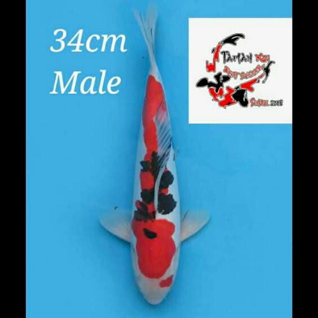 34cm Male - F1 Sanke Doitsu Murni