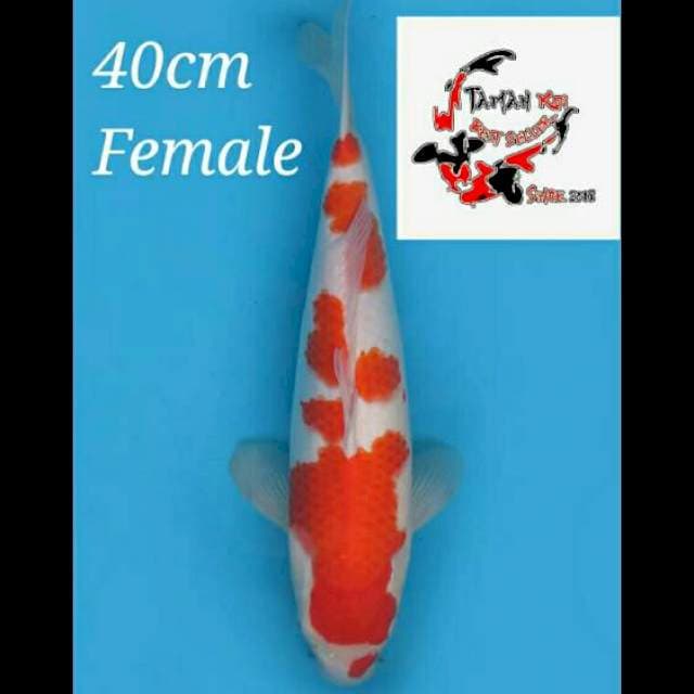 40cm Female - F1 Kohaku Original Pola 
