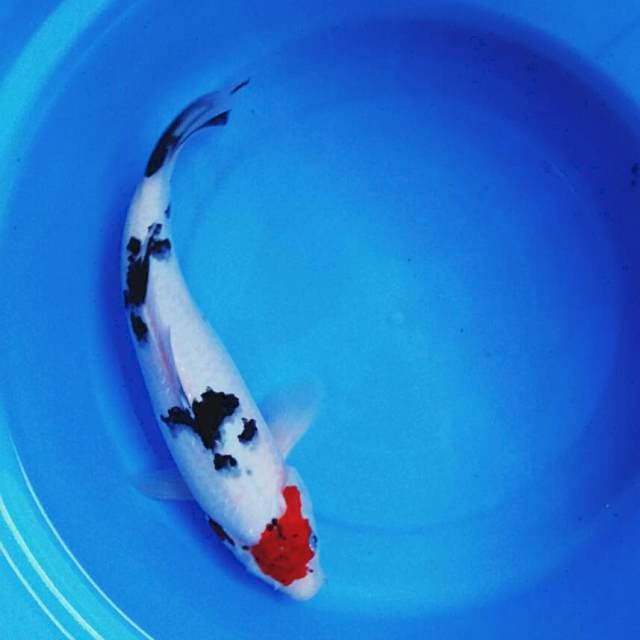 Tancho showa ori 33cm