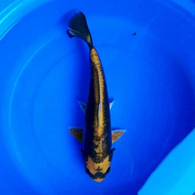 Kawari ori male 30cm