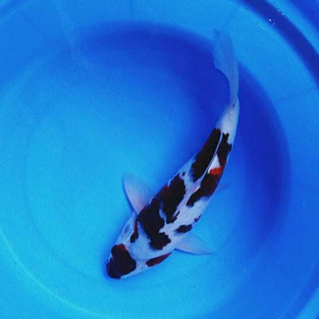Maruten ori 34cm