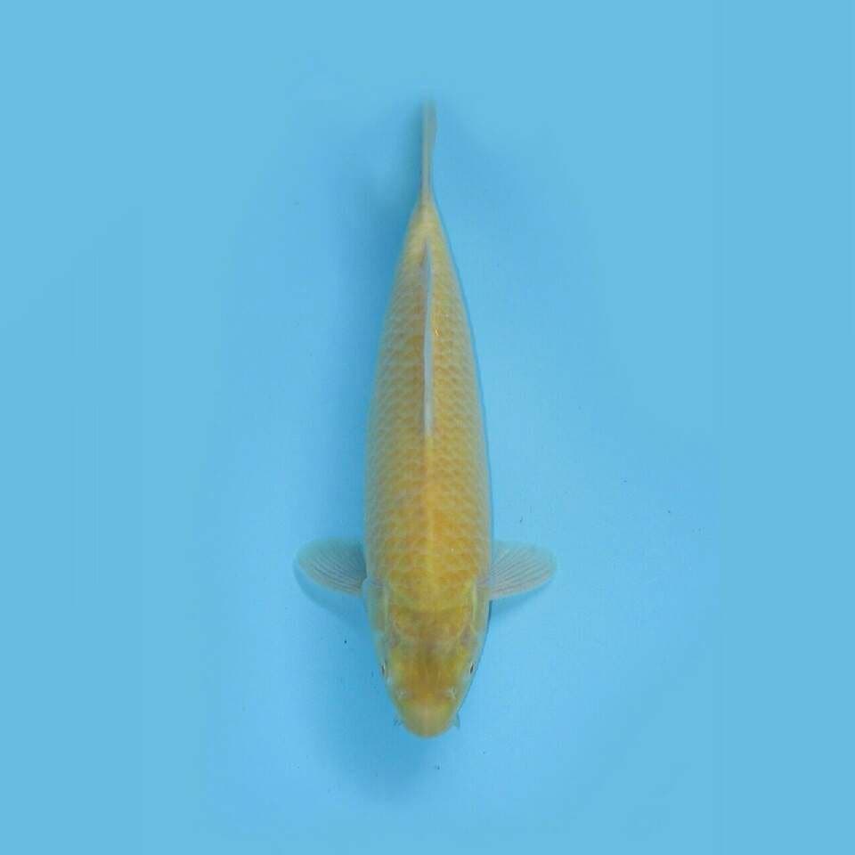 KARASHI F1 MARUSEI