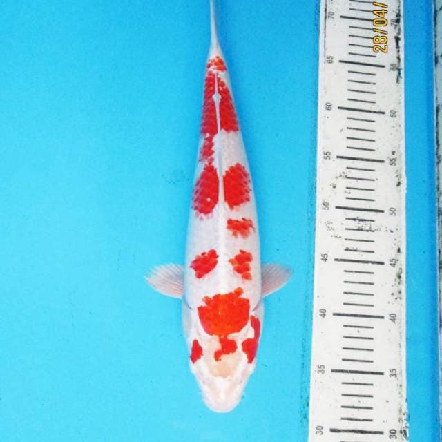SAKURA OGON MALE 35 CM