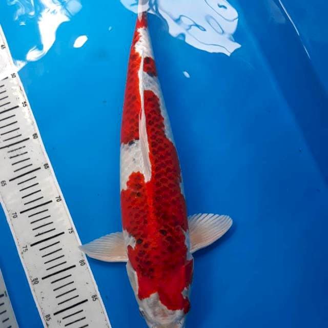 JUMBO KUJAKU 54CM