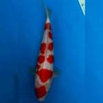 SAKURA JAPANESE KOHAKU 36CM