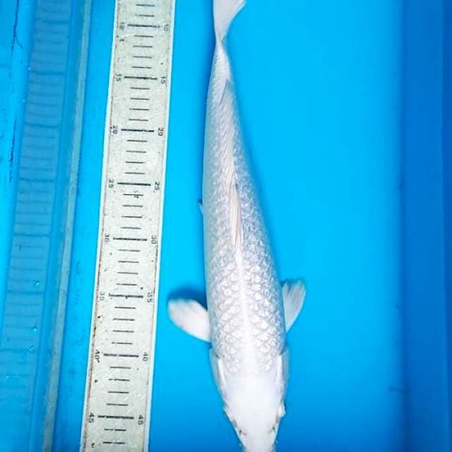 Platinum Gindrin 40cm