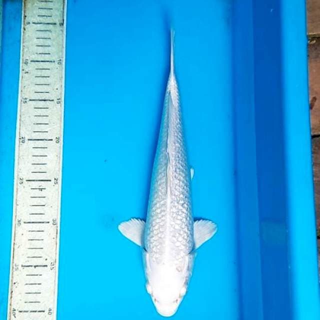 Platinum gindrin 34cm