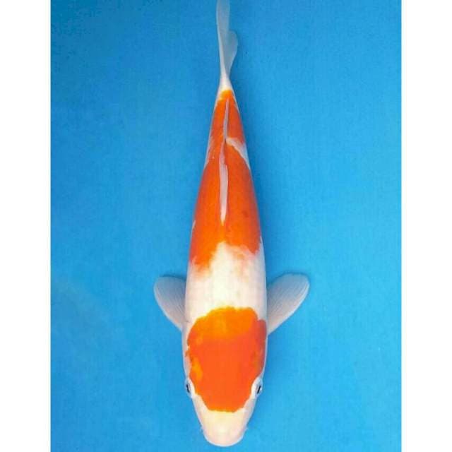 Okawa Maruten Kohaku